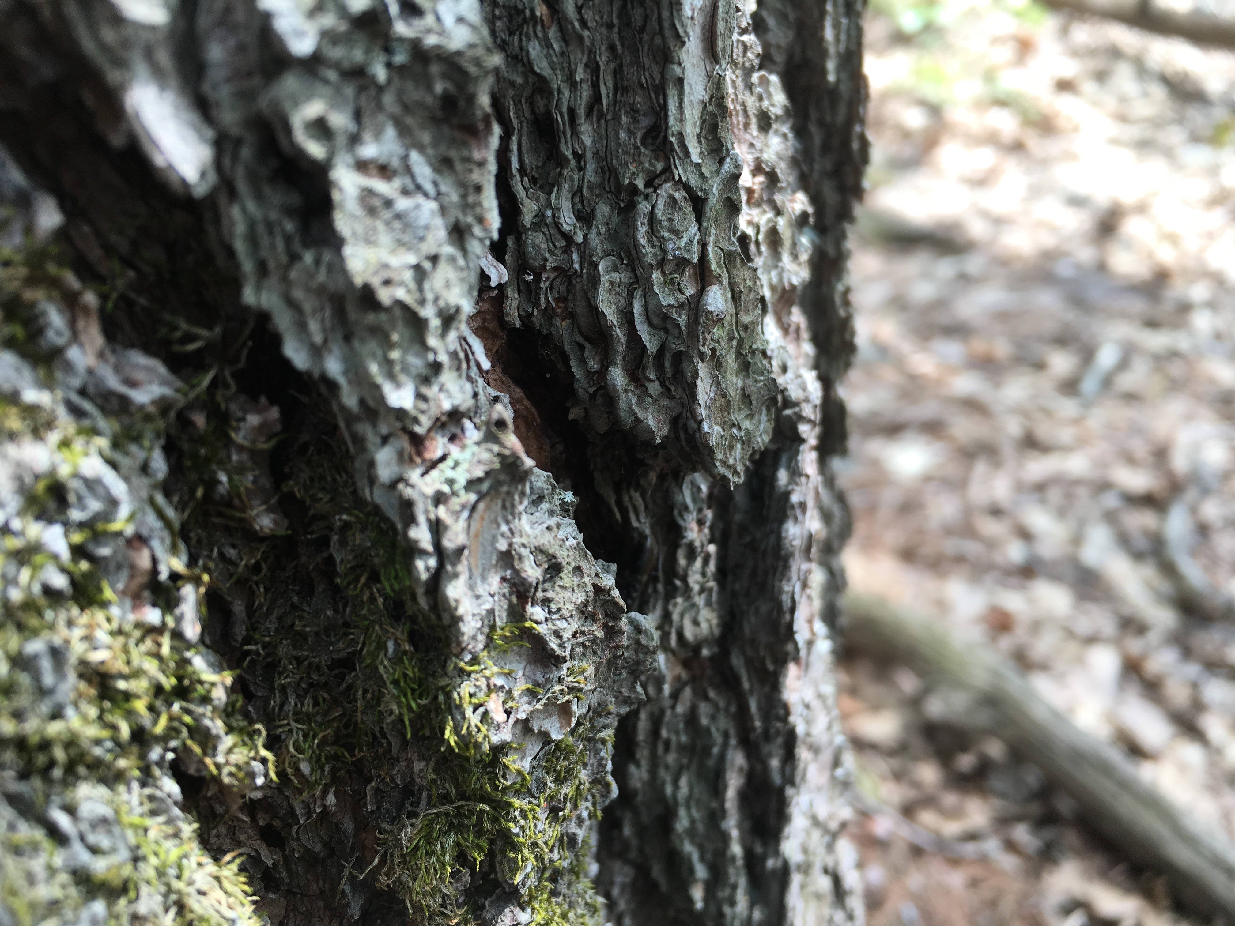 Mossy Bark