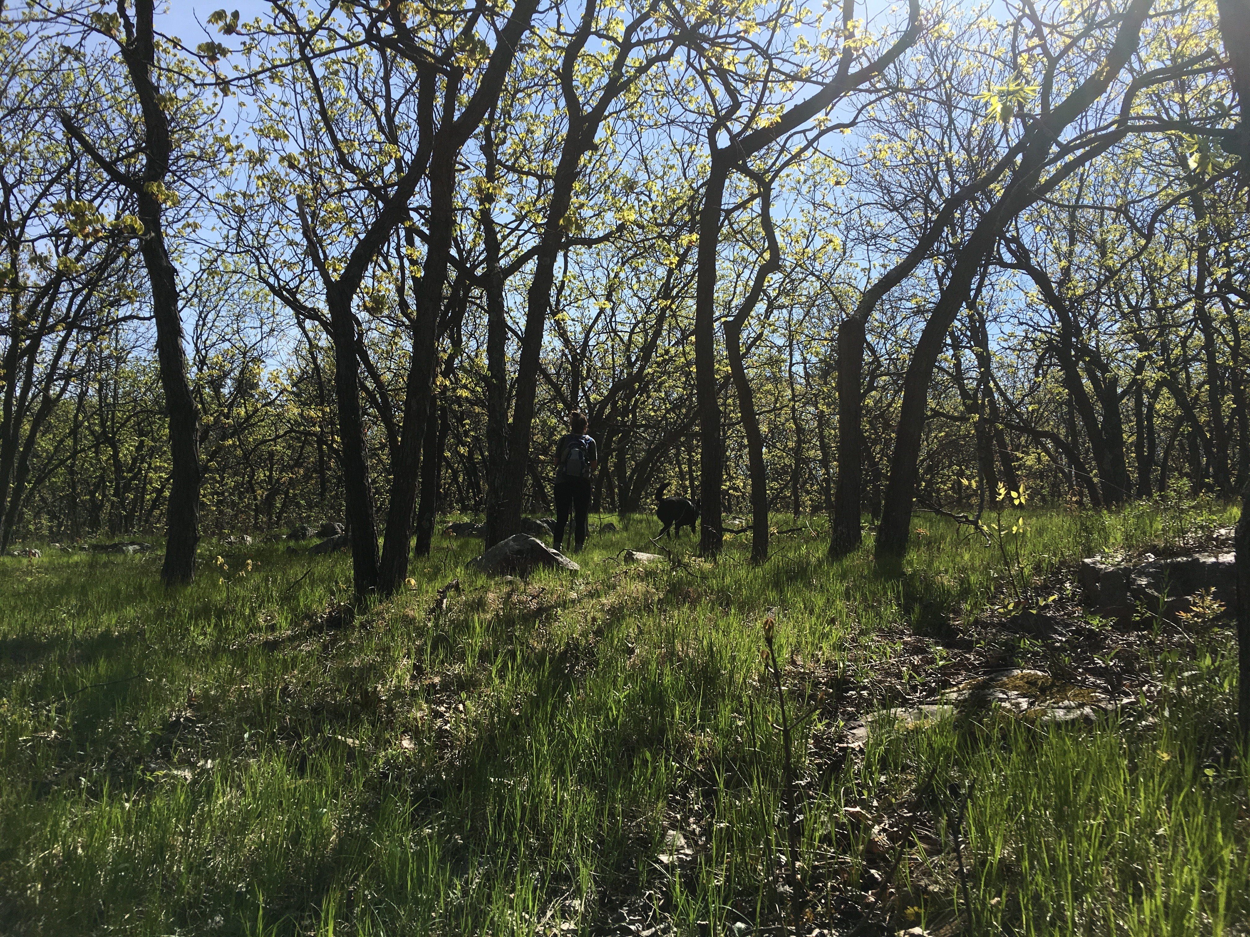 Hiking Thicket