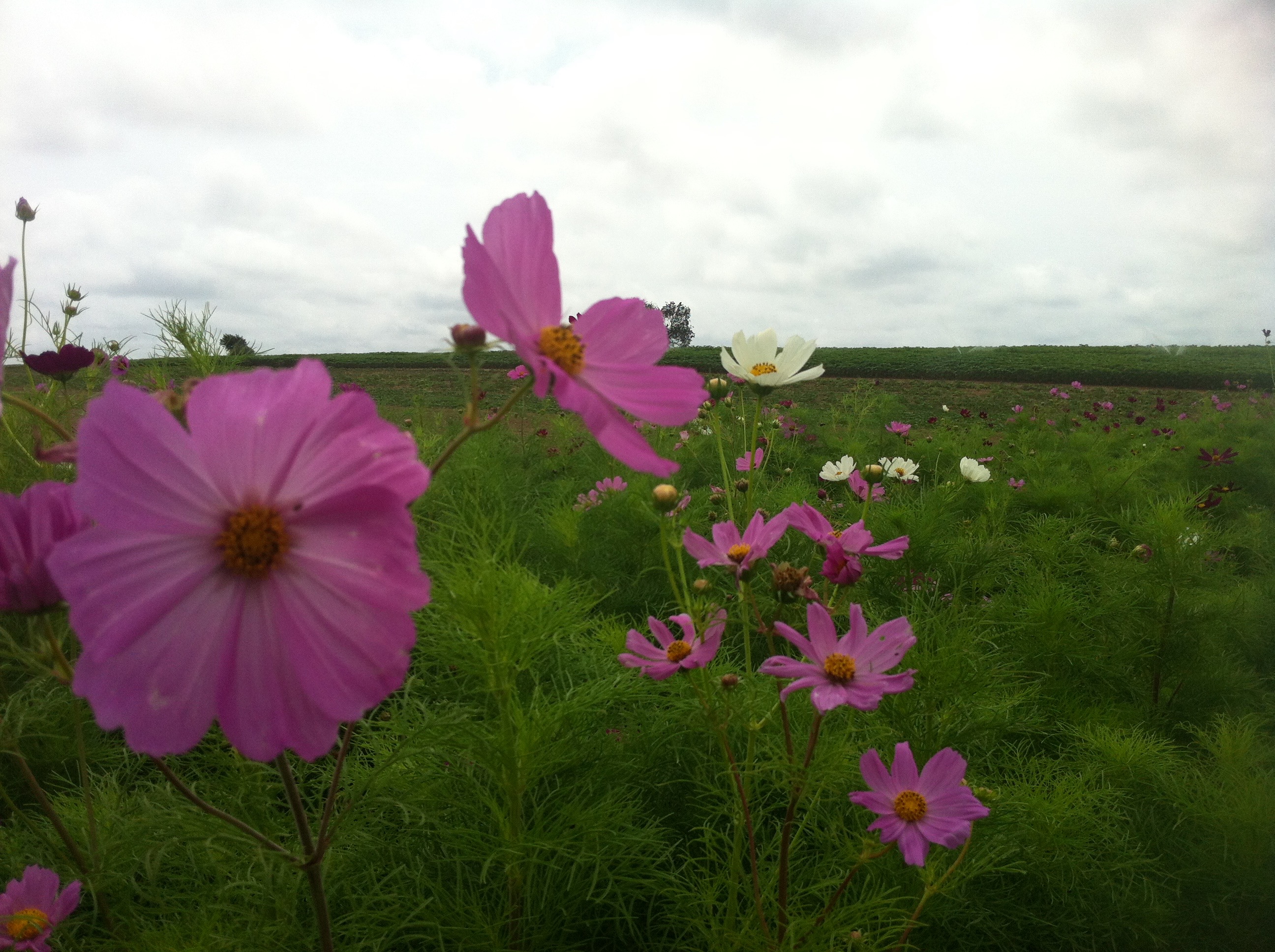 Farm Flowers