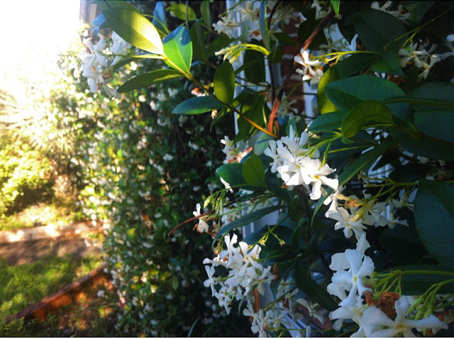 Jasmin Flowers